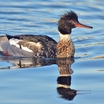 Red-breasted Merganser